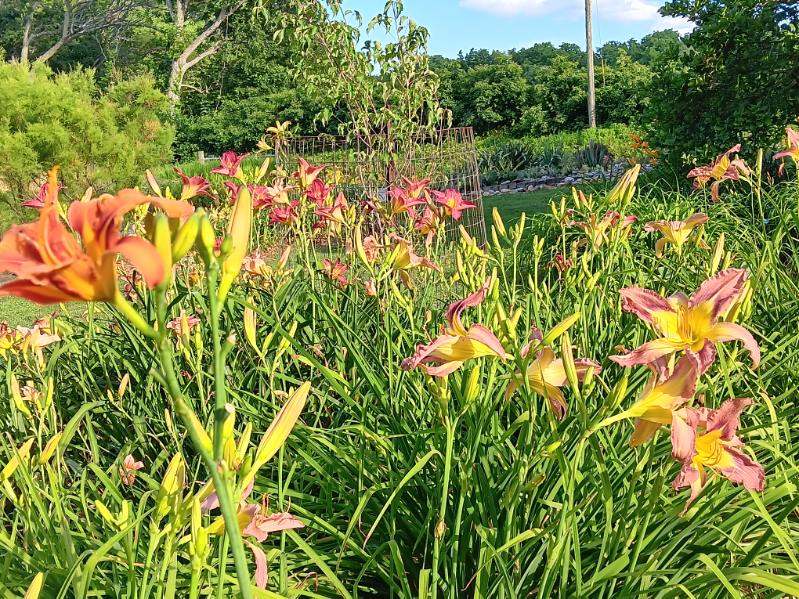 Garden photo